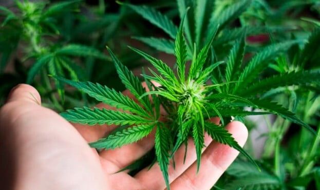 molodoye-sotsvetiye-konopli-623x370